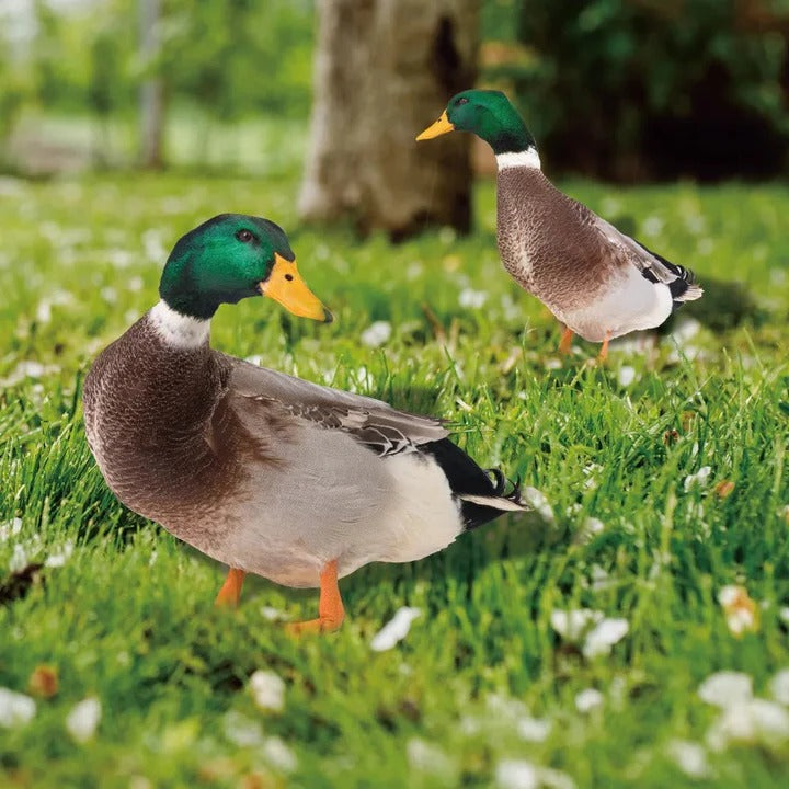 Lifelike Duck Sculpture for Garden