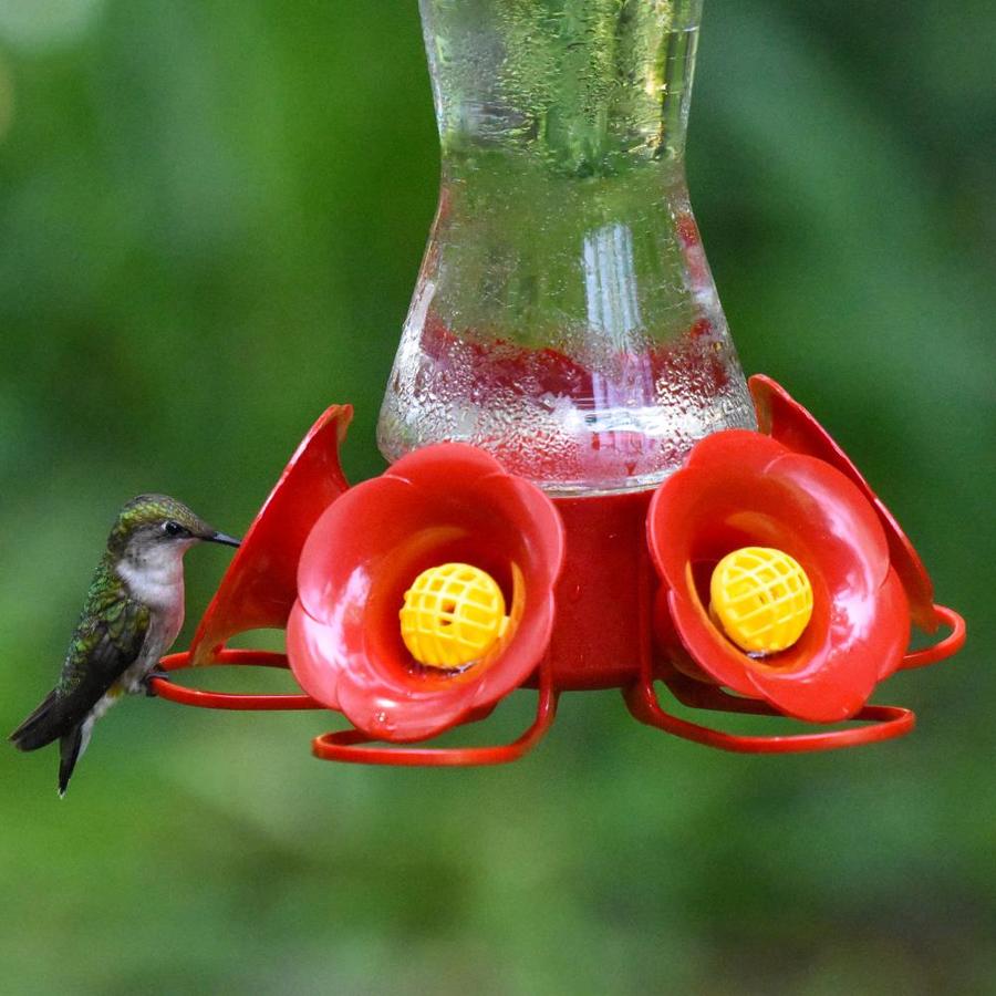 Glass Hummingbird Feeder with Ant Moat for Outdoor Use