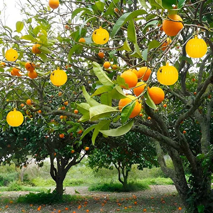 Hanging Fly Trap with Adhesive Layer (6 Pcs)