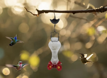 Glass Hummingbird Feeder with Ant Moat for Outdoor Use