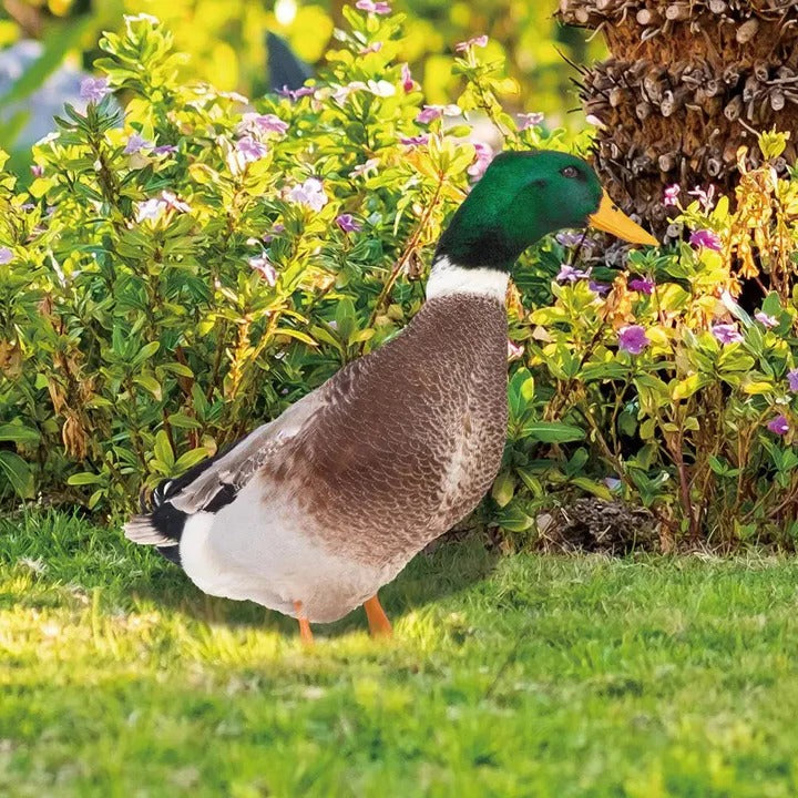 Lifelike Duck Sculpture for Garden